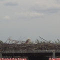 14_20-mast.jpg