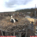 14_25-nest.jpg