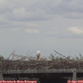 14_30-mast.jpg