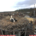 14_30-nest.jpg