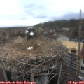 14_45-nest.jpg