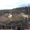 14_50-nest.jpg