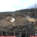 14_55-nest.jpg