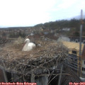 15_00-nest.jpg