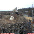 15_05-nest.jpg