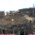 15_10-nest.jpg