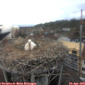 15_15-nest.jpg