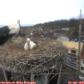 15_20-nest.jpg