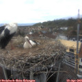 15_25-nest.jpg