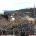 15_30-nest.jpg
