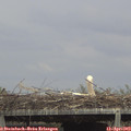 15_35-mast.jpg