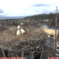 15_35-nest.jpg