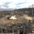 15_50-nest.jpg