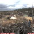 15_55-nest.jpg