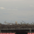 16_00-mast.jpg