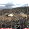 16_00-nest.jpg