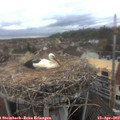 16_05-nest.jpg