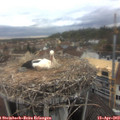 16_10-nest.jpg