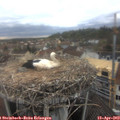 16_15-nest.jpg
