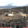 16_20-nest.jpg