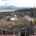16_30-nest.jpg
