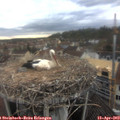 16_35-nest.jpg