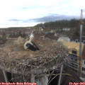 16_40-nest.jpg
