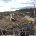 16_45-nest.jpg