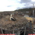 16_50-nest.jpg