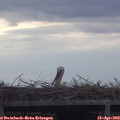 16_55-mast.jpg