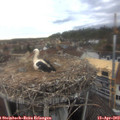 16_55-nest.jpg