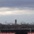 17_00-mast.jpg