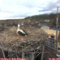 17_00-nest.jpg