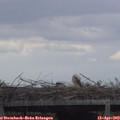 17_10-mast.jpg