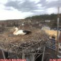 17_10-nest.jpg