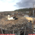 17_15-nest.jpg