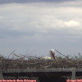 17_20-mast.jpg