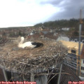 17_20-nest.jpg
