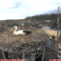 17_25-nest.jpg