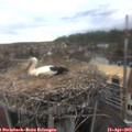 17_30-nest.jpg