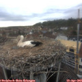 17_35-nest.jpg