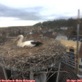 17_40-nest.jpg