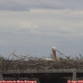 17_45-mast.jpg