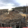 17_45-nest.jpg