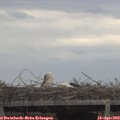 17_50-mast.jpg