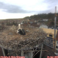 17_50-nest.jpg