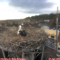 17_55-nest.jpg