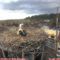 18_05-nest.jpg