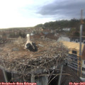 18_10-nest.jpg