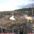 18_20-nest.jpg